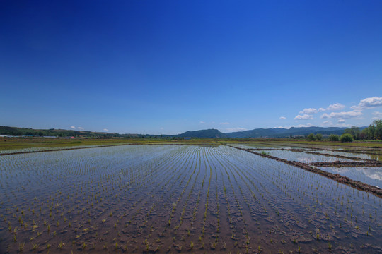 海兰江畔水稻田