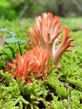 野生菌刷把菌