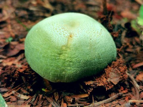 青头菌野生菌