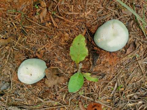 青头菌野生菌