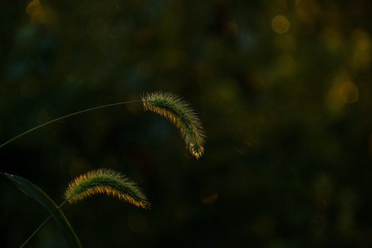 狗尾草