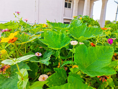 百日菊