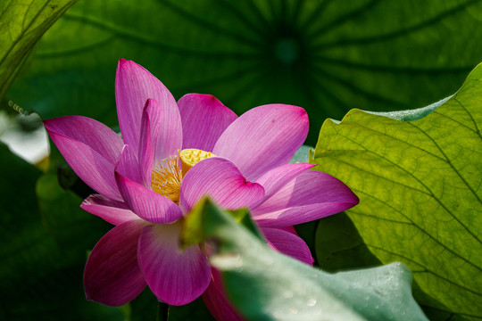 荷花