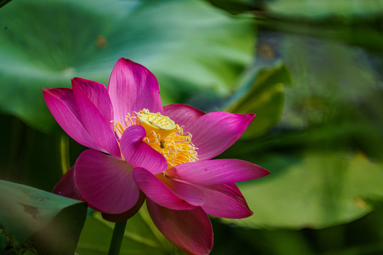 荷花
