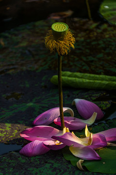 荷花