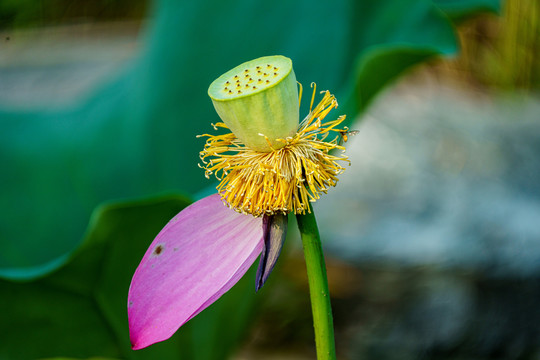 荷花