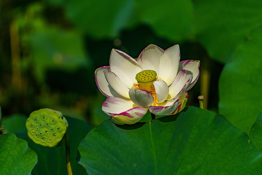 荷花