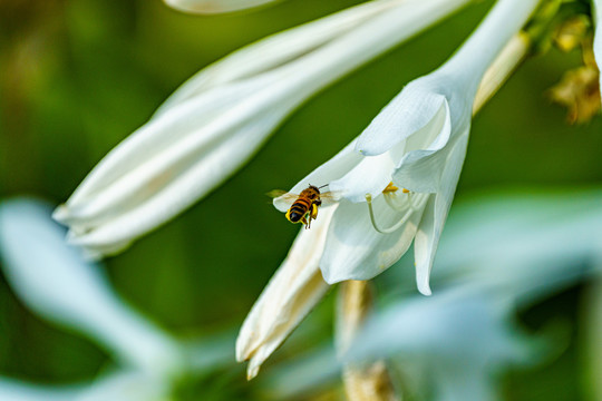 玉簪花