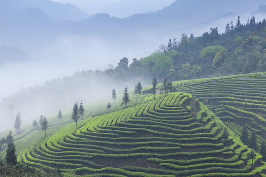 薄雾蜿蜒茶山自然风光