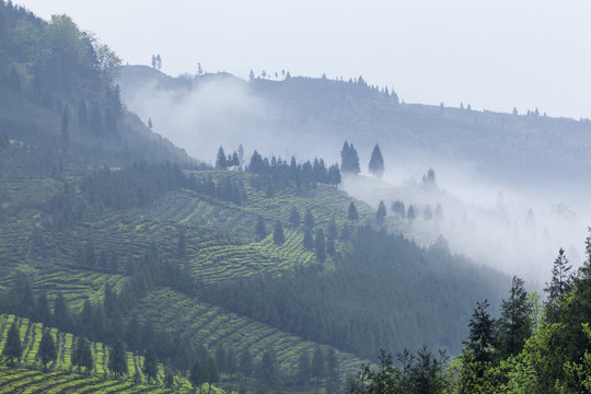 薄雾蜿蜒茶山自然风光