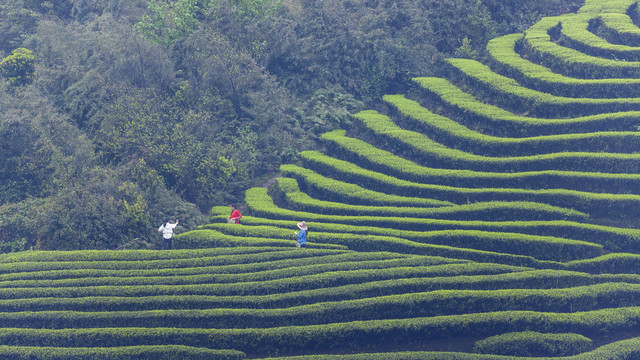 宜宾屏山富荣云顶茶海自然风光