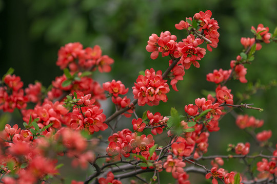 盛开的红贴梗海棠花