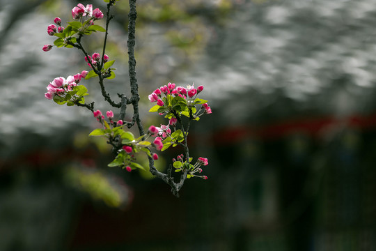 济南万竹园海棠园春色