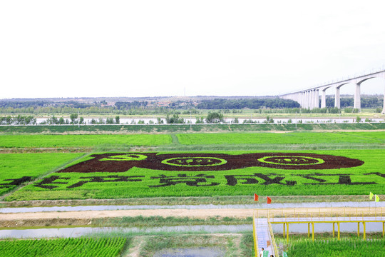 小滩子稻鱼空间