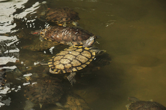 一些巴西龟