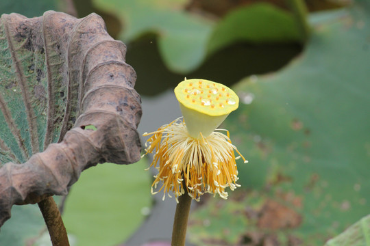 荷花莲蓬特写