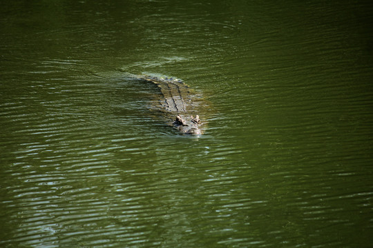 水里的大鳄鱼