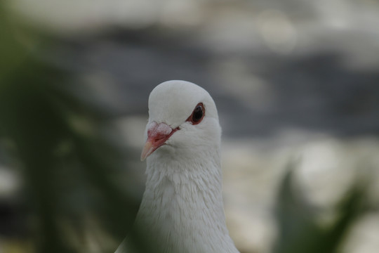 散养的鸽子