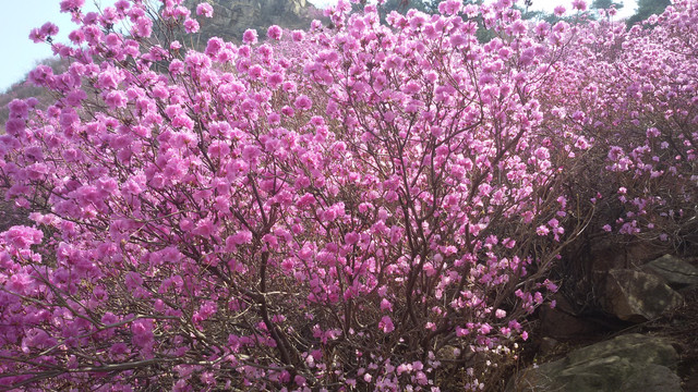 杜鹃花海