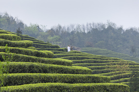 蜿蜒茶山云顶茶海自然风光