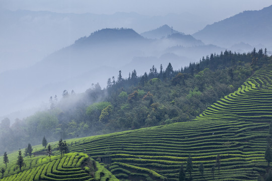 薄雾缭绕蜿蜒茶山自然风光