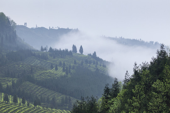 薄雾缭绕蜿蜒茶山自然风光