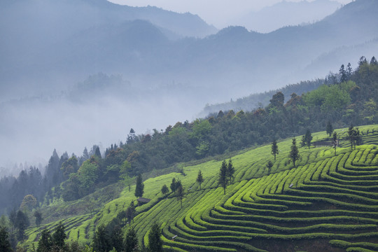 蜿蜒茶山薄雾缭绕茶山风光