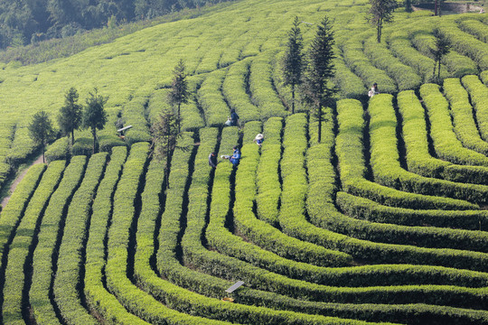 宜宾屏山富荣云顶茶海