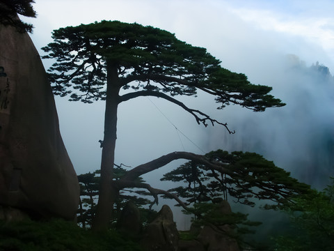 黄山松