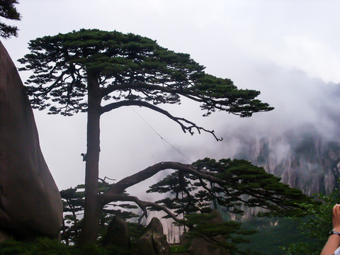 黄山迎客松