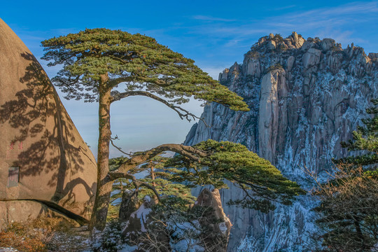 黄山迎客松