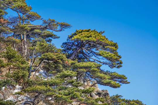 黄山始信峰