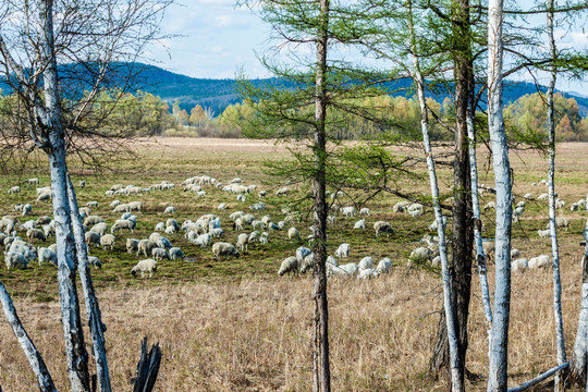 春季树林羊群