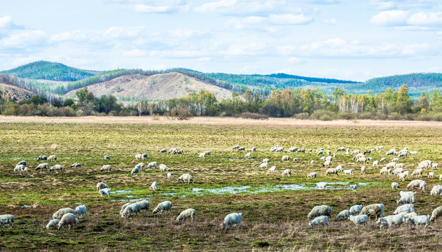 春季湿地羊群森林