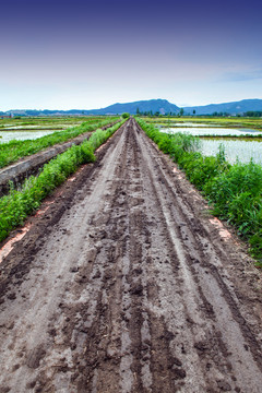 田间路