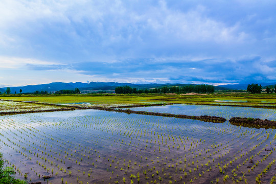 水稻田