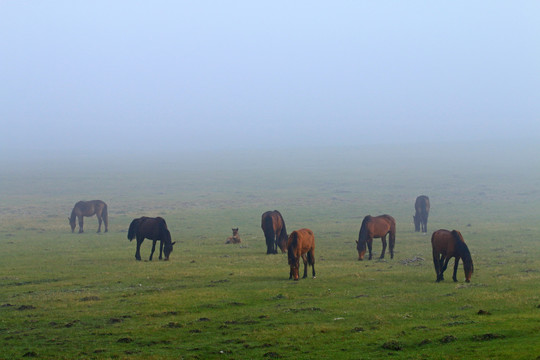 清晨牧场马群晨雾迷蒙