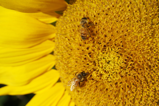 向日葵花朵上采蜜的蜜蜂
