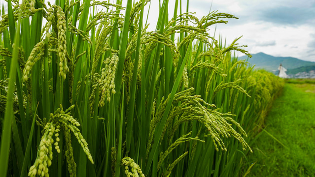 水稻成长