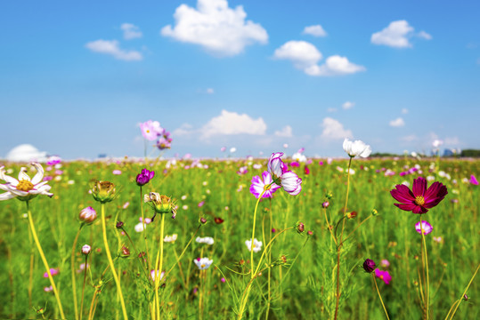 格桑花海