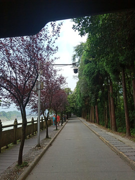 绿荫小道街道