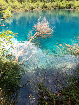 湖中的树枯树湖水