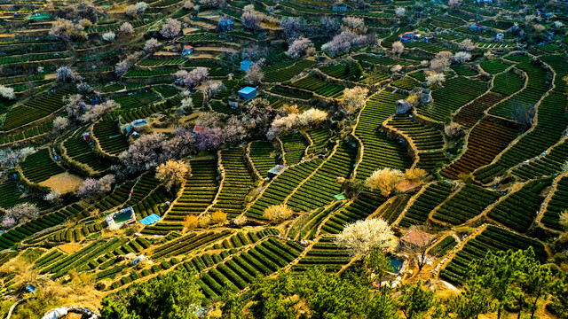 梯田茶园