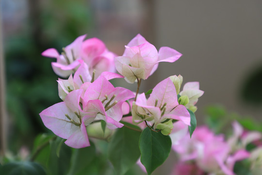 双色叶子花