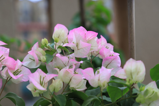 双色叶子花