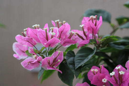 粉色叶子花
