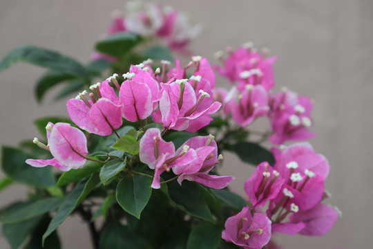 粉色叶子花