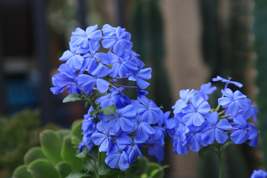 蓝色球状花朵