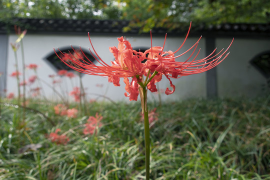 彼岸花