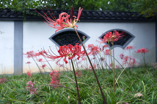 彼岸花